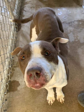 Pictured above is Cookseys dog Daisy at the animal shelter before she was adopted.